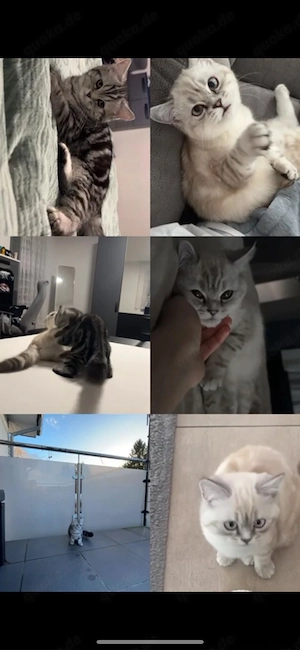 katzen zu verkaufen 