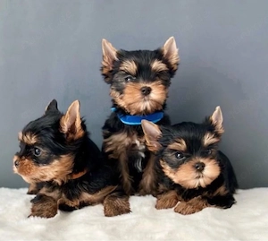Yorkshire terrier mini Welpen