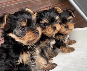 Yorkshire terrier mini Welpen