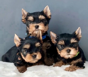 Yorkshire Terrier mini Welpen