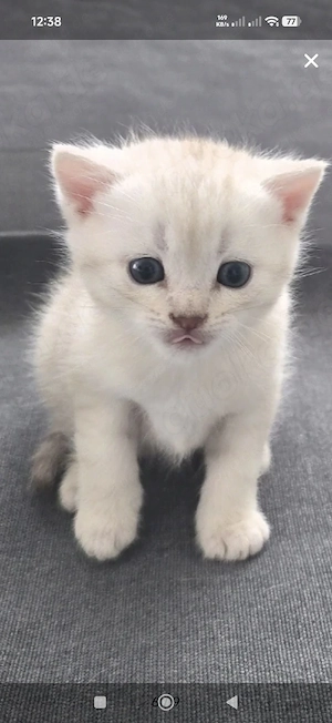 Suche BKH Kater 