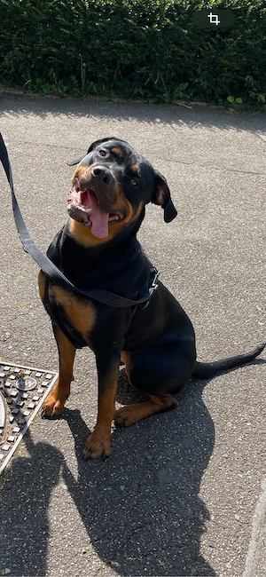 Nala sucht ein verantwortungsvolles Zuhause