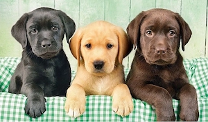 Labrador Retriever Welpen Bild 5