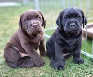 Labrador Retriever Welpen Bild 2