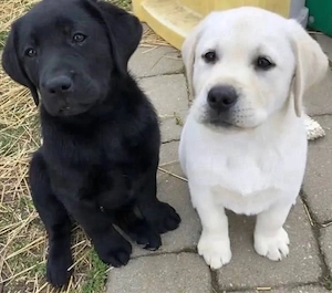 Labrador Retriever Welpen Bild 4