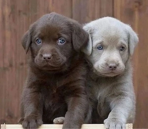 Labrador Retriever Welpen