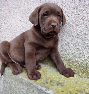 Labrador Retriever Welpen Bild 3