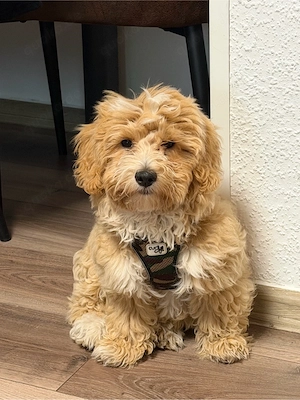 Maltipoo Rüde 16 Wochen Rüde