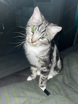 Main coon mix mit Tabby gen 