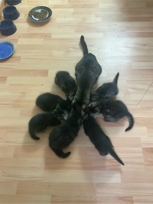 katzen Babys