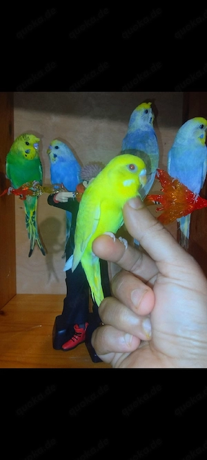 5 handzahm Wellensittich Rainbow Zahm Vögel zutraulich Haustier  Bild 2