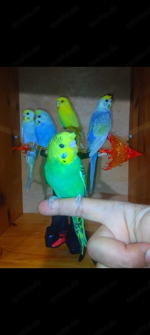 5 handzahm Wellensittich Rainbow Zahm Vögel zutraulich Haustier  Bild 4