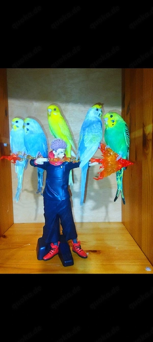 5 handzahm Wellensittich Rainbow Zahm Vögel zutraulich Haustier  Bild 5