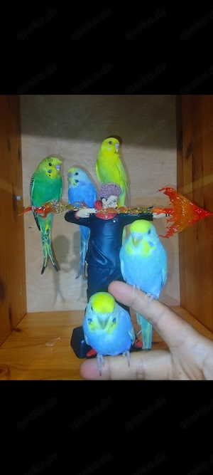 5 handzahm Wellensittich Rainbow Zahm Vögel zutraulich Haustier  Bild 3