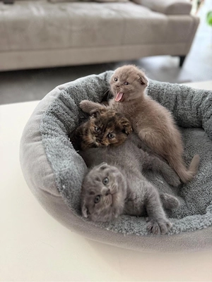 BKH Kitten
