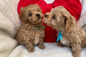 Maltipoo mini welpen
