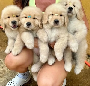 Golden Retriever Welpen