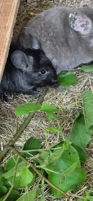 Junge Chinchillas zur Abgabe!