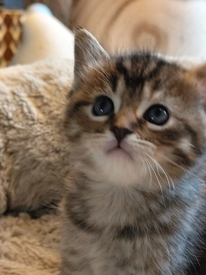 Maine Coon Mix Kitten   Bild 2