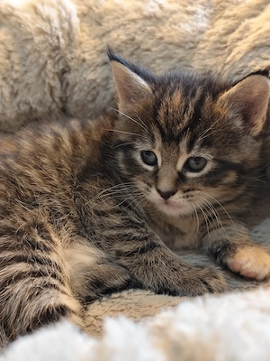 Maine Coon Mix Kitten   Bild 3