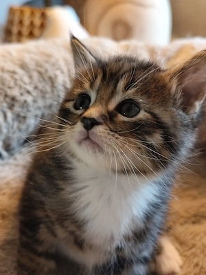 Maine Coon Mix Kitten   Bild 4