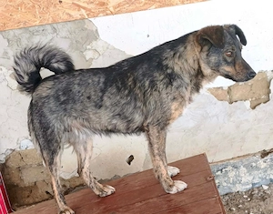 Lacey - er braucht ein liebevolles Zuhause