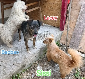 Lacey - er braucht ein liebevolles Zuhause