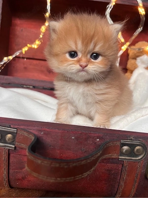 Bkh Blh Kitten suchen ein Liebevolles Zuhause 