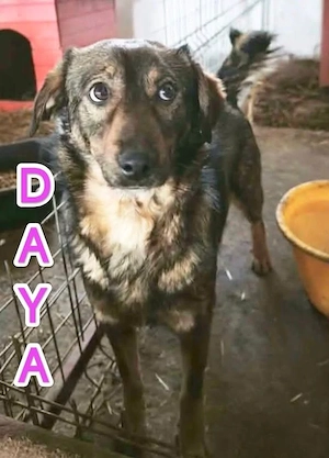 Daya - hast du ein Körbchen frei für sie?