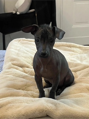 Xoloitzcuintle dackel 