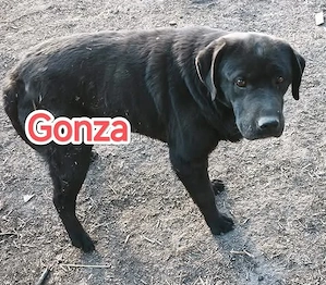 Gonza - schenkst du ihr ein liebevolles Zuhause für immer? Bild 4