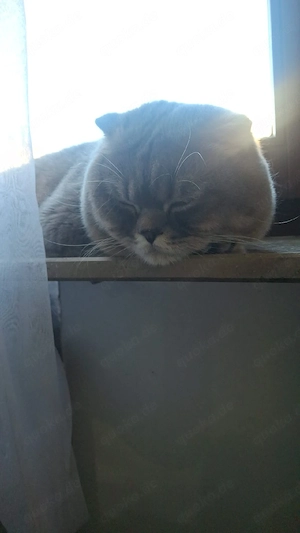 BSH Kater sucht ein zu Hause