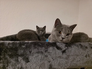 Bkh katzen blue 