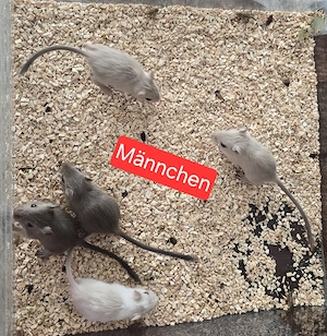 Rennmäuse, gerbils, Zobel, siam, Marder, schecken 