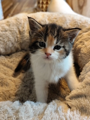 Maine Coon Mix Kitten   Bild 5