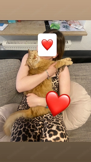 kater aucht zuhause