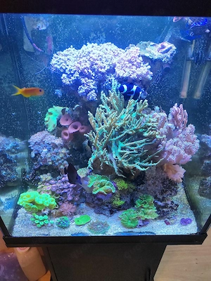 Meerwasseraquarium 