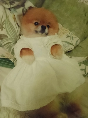 Pomeranien Zwergspitz 