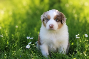 Zwei traumhafte Australian Shepherd Jungs suchen ihr Für-Immer-Zuhause