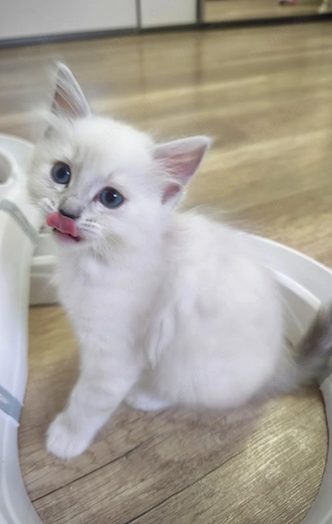 Ragdoll reinrassige Luxus Kätzchen mit Blaue Augen Neue Wurf abgabebereit ab 19.06.2026