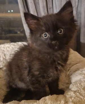 1kleinen Maine Coon Mix Kater abzugeben Bild 3