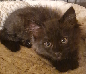 1kleinen Maine Coon Mix Kater abzugeben Bild 2