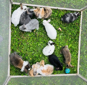 Zwergkaninchen Babys Farbenzwerge 