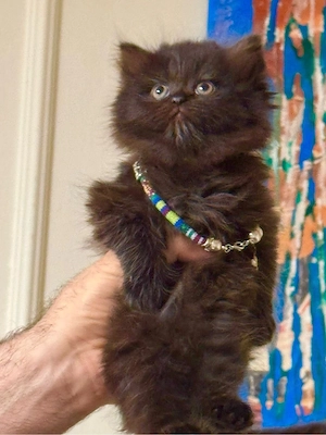 Eine wunderschöne Katze sucht ein neues Zuhause