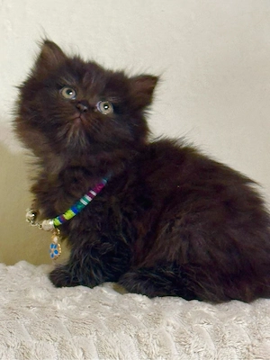 Eine wunderschöne Katze sucht ein neues Zuhause Bild 3