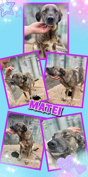 wunderbarer, sanfter, verschmuster, bildschöner Rüde "Matei" sucht ein Zuhause