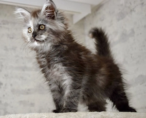 Maine Coon Kitten Weiblich reinrassig 