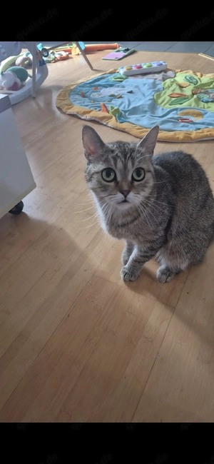  Kurzhaar Katze