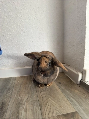 Hase zu verkaufen!!