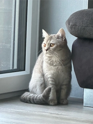 Katze zum Verkaufen 